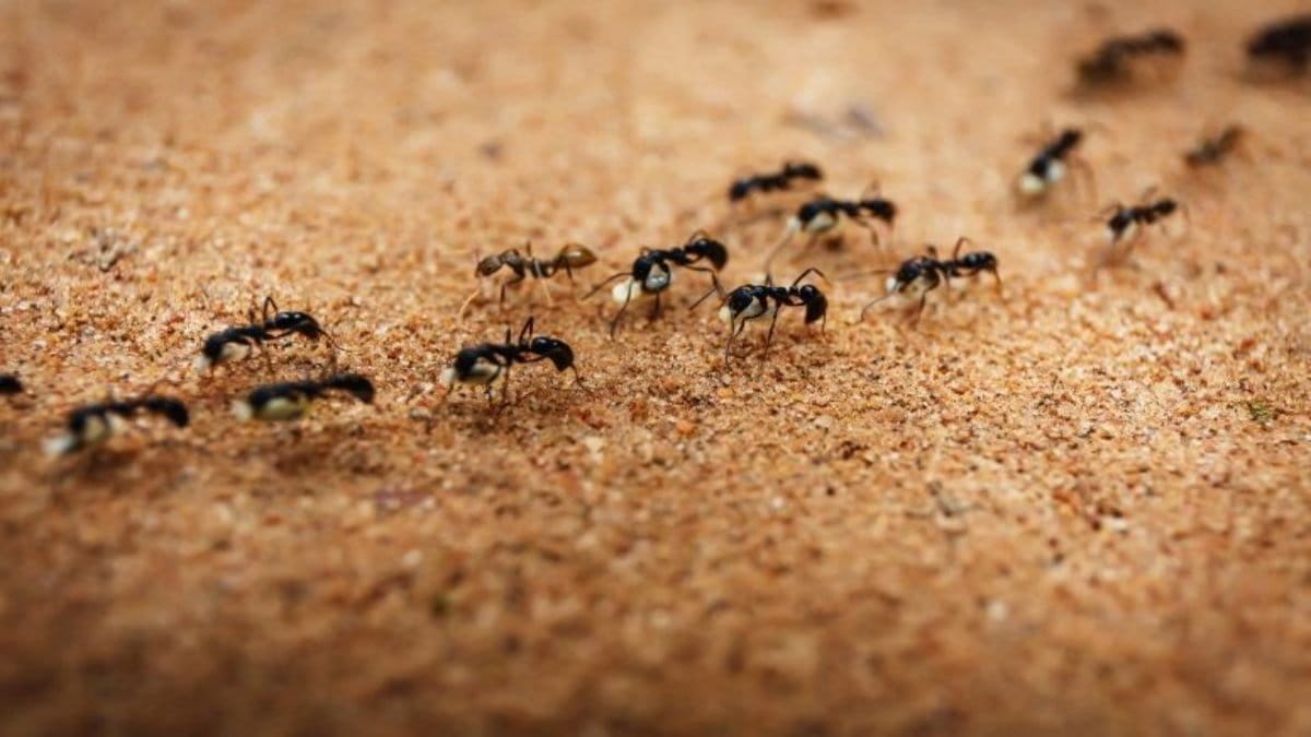 7 truques infalíveis para acabar com as formigas na cozinha